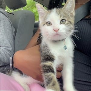 Meet your Posher, Ariel